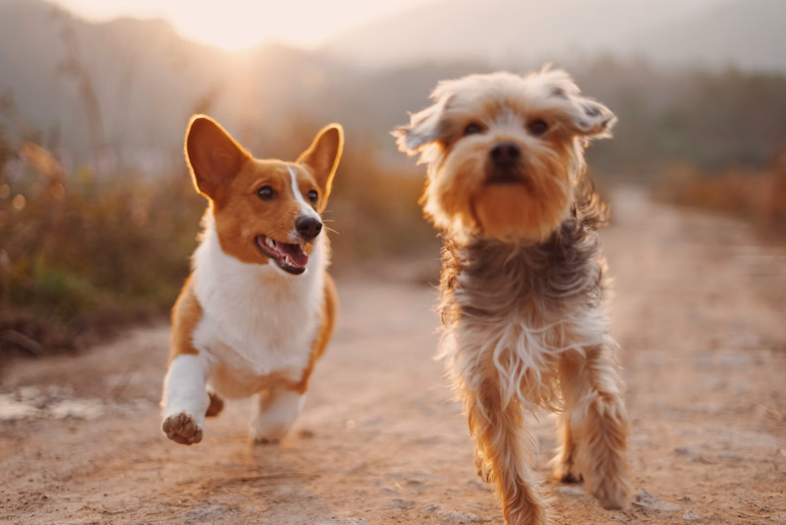 Centro Animal Mypet LTDA — cuidado com animais de estimação